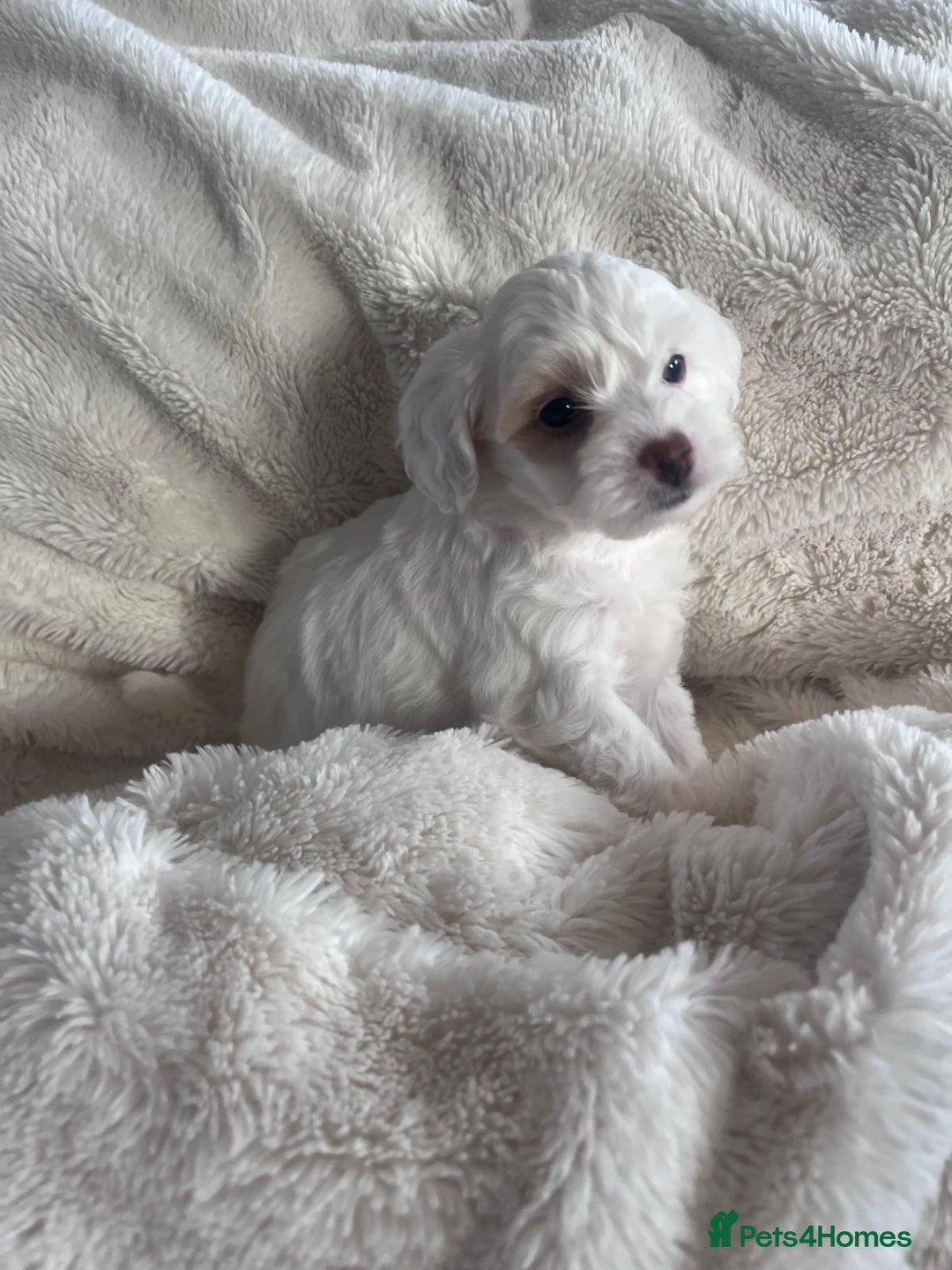 Maltipoo dogs for sale: Toy Maltipoo Puppies - Advert 6