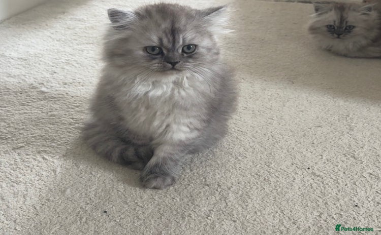 Persian cats - Advert 8