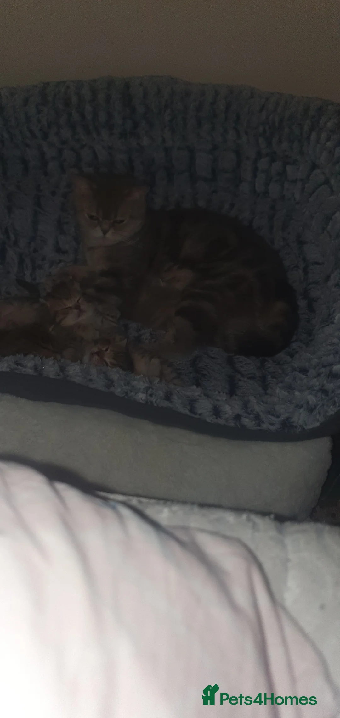 British Shorthair cats for sale: British Shorthair Black Golden Spotted Tabby 🐱🐱 - Advert 11