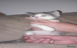 Sphynx cats for sale: Sphynx varient x ragdoll elf ears - Image 6
