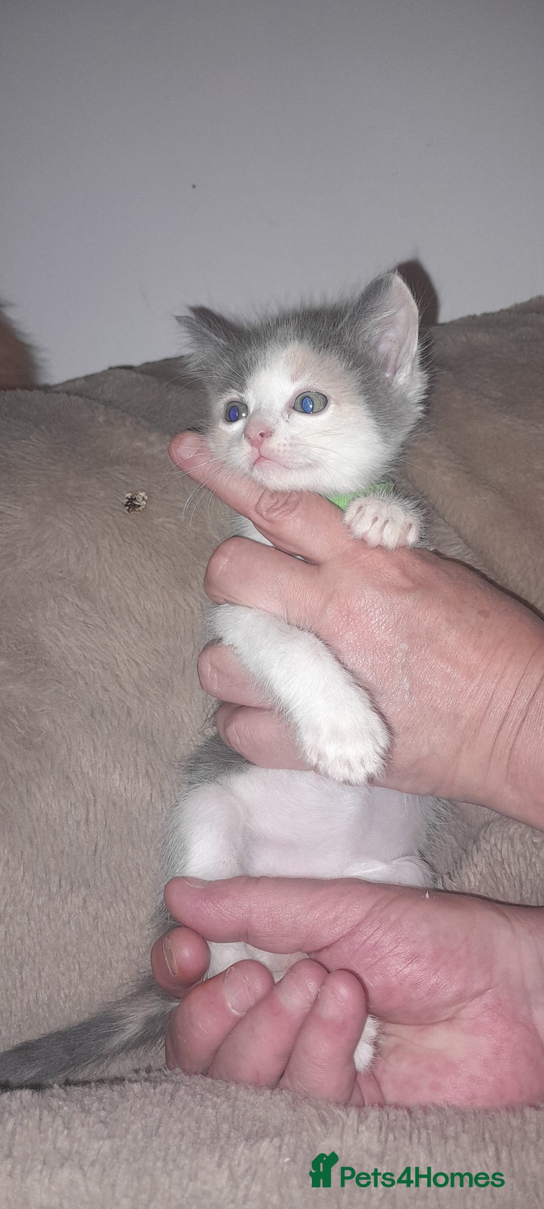 Sphynx cats for sale: Sphynx varient x ragdoll elf ears - Image 6