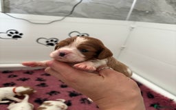 Cavalier King Charles Spaniel dogs for sale: Beautiful Cavalier King Charles Spaniels - Image 8