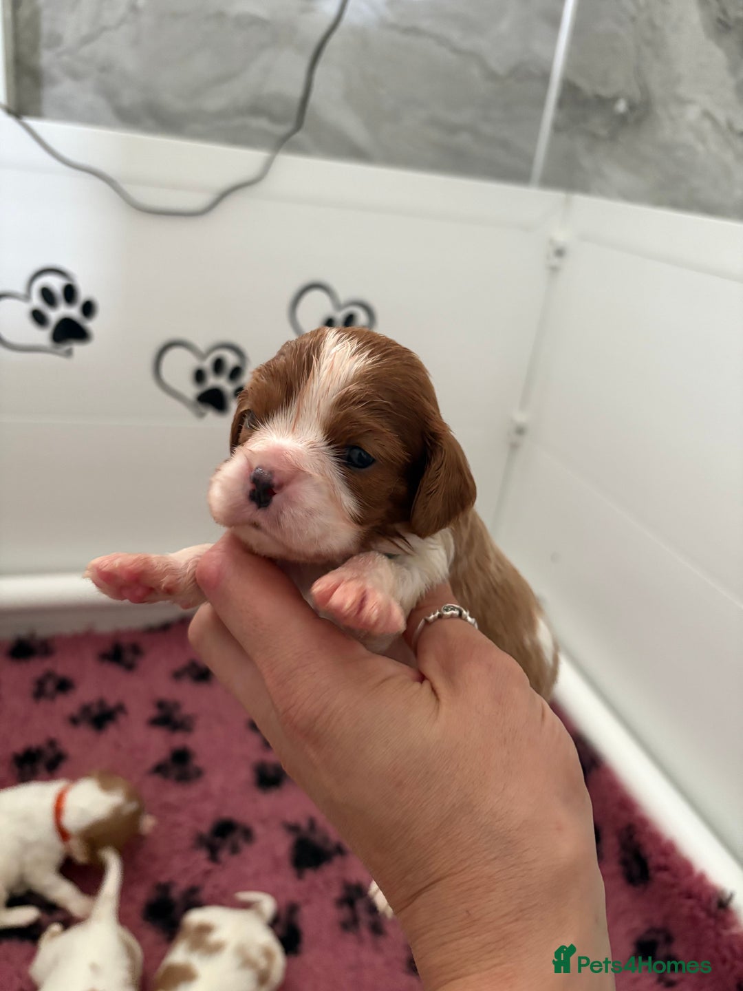 Cavalier King Charles Spaniel dogs for sale: Beautiful Cavalier King Charles Spaniels - Image 8