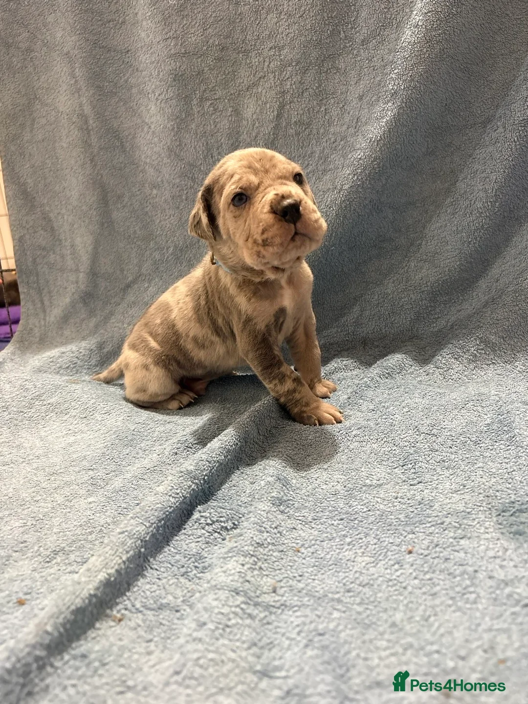 Cane Corso dogs for sale: 🏆 CHAMPION CANE CORSO PUPS 🏆/KC REGISTERED MERLE - Advert 26