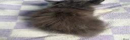 Ragdoll cats for sale: 2 ragdoll x bsh male kittens  - Advert 9