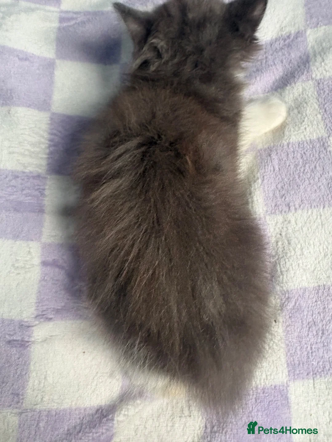 Ragdoll cats for sale: 2 ragdoll x bsh male kittens  - Advert 9