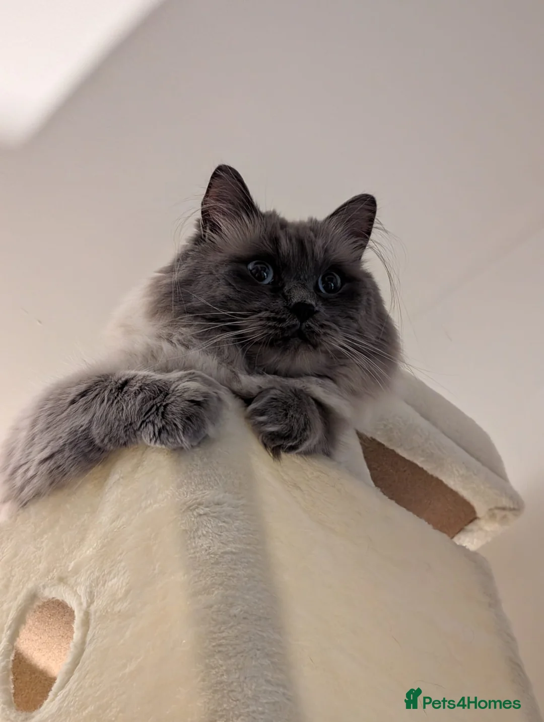 Ragdoll cats for sale: Ragdoll Male for Sale  - Advert 7