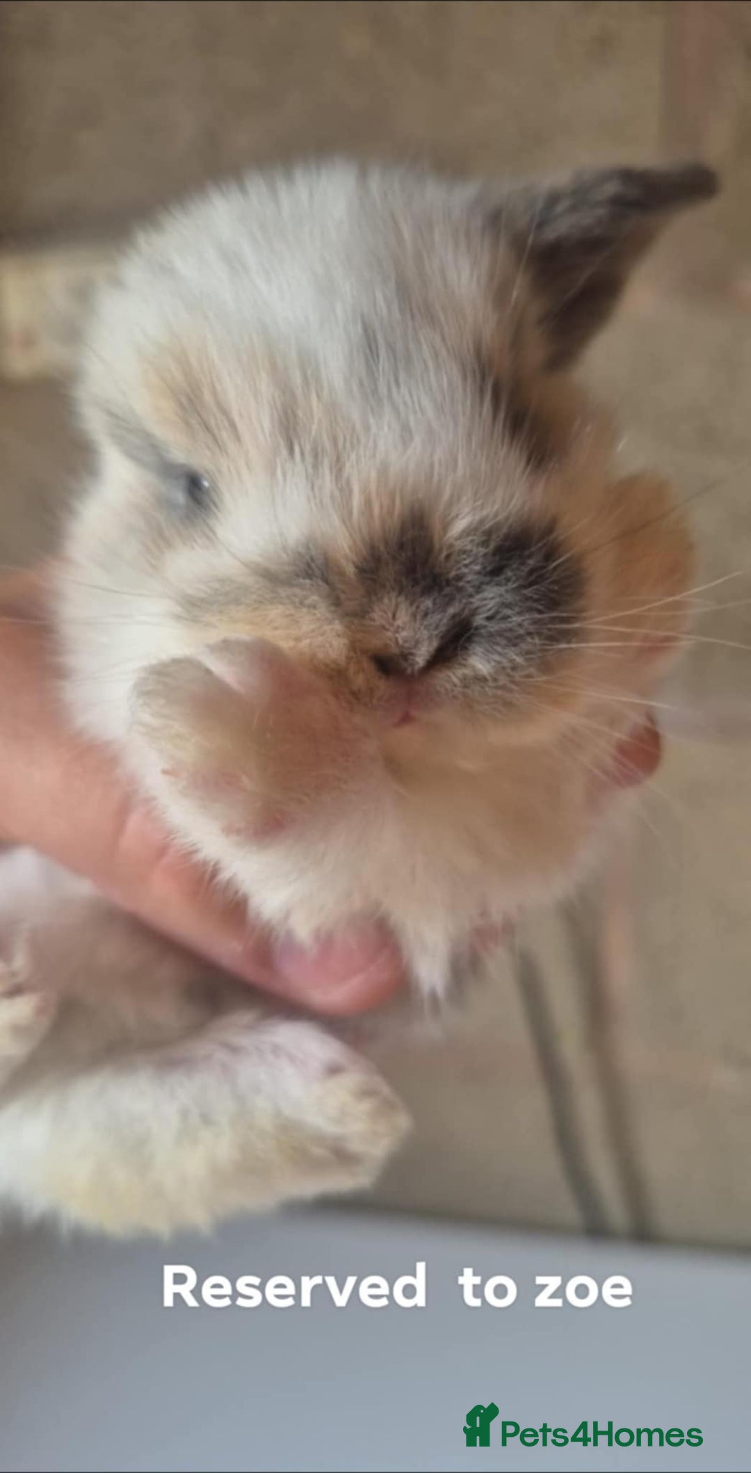 Mini Lop rabbits for sale: Beautifull  mini lops - Image 1