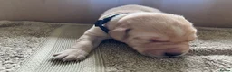 Labrador Retriever dogs for sale: Labrador Puppies Yellow and Black  - Advert 16