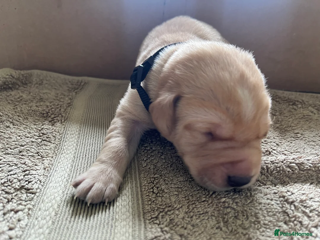 Labrador Retriever dogs for sale: Labrador Puppies Yellow and Black  - Advert 16