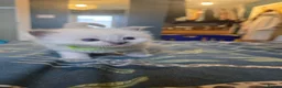 Ragdoll cats for sale: Affectionate Ragdoll Kittens Health-Tested Line - Advert 11