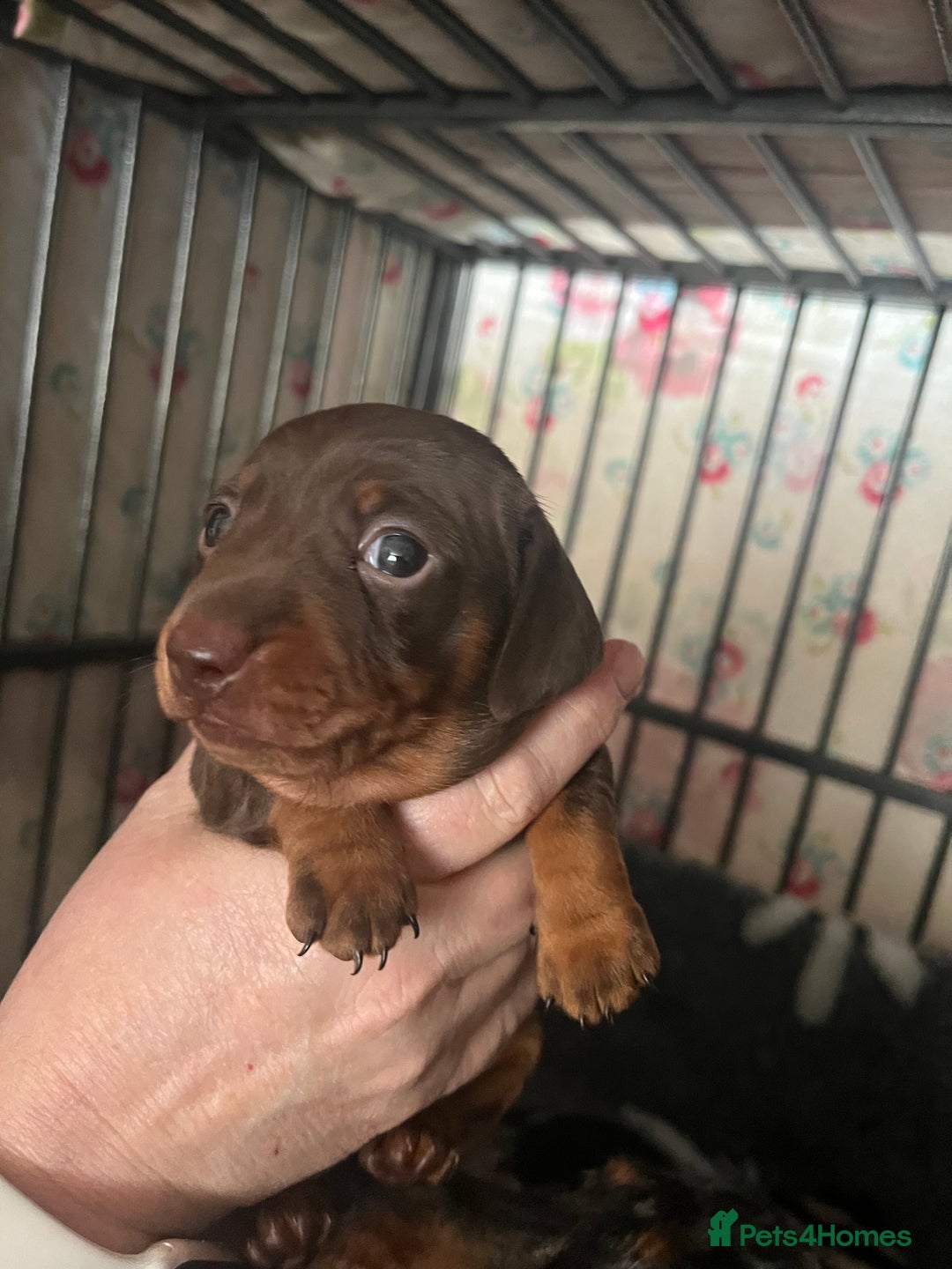 Miniature Dachshund dogs for sale: Sweet princess brown and tan miniature daushund🩷 - Advert 5