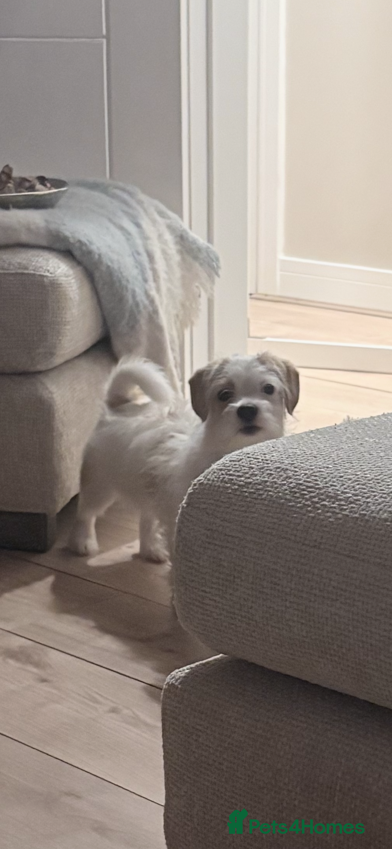 Chipoo dogs Chipoo female puppy,  - Advert 1