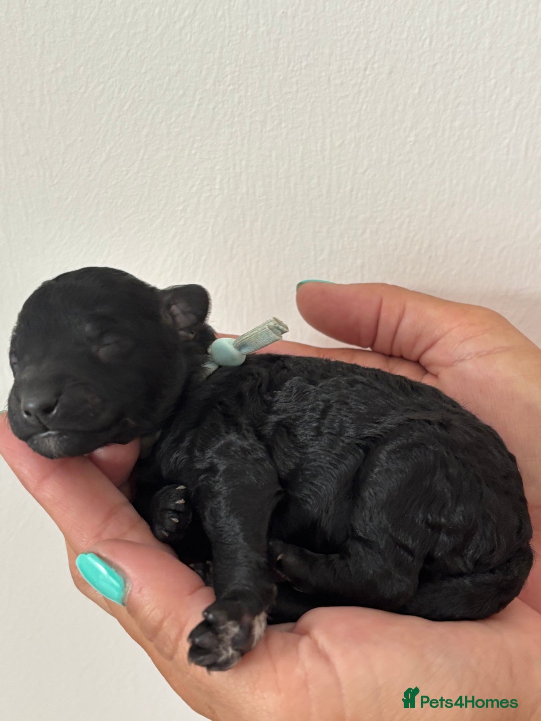 Miniature Poodle dogs for sale: Miniature poodles  - Image 4
