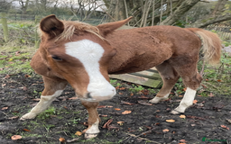 Arabian horse horses for sale: ARABIAN pb Colt Yearling in Stoke-on-Trent - Image 8