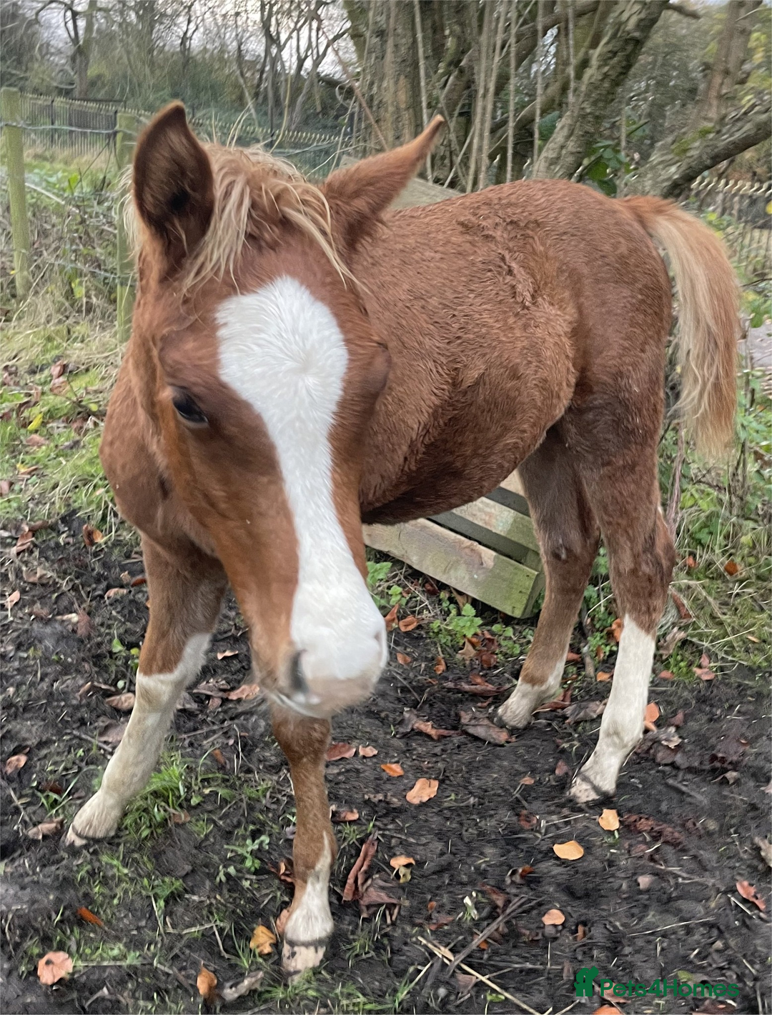 Arabian horse horses for sale: ARABIAN pb Colt Yearling in Stoke-on-Trent - Image 8