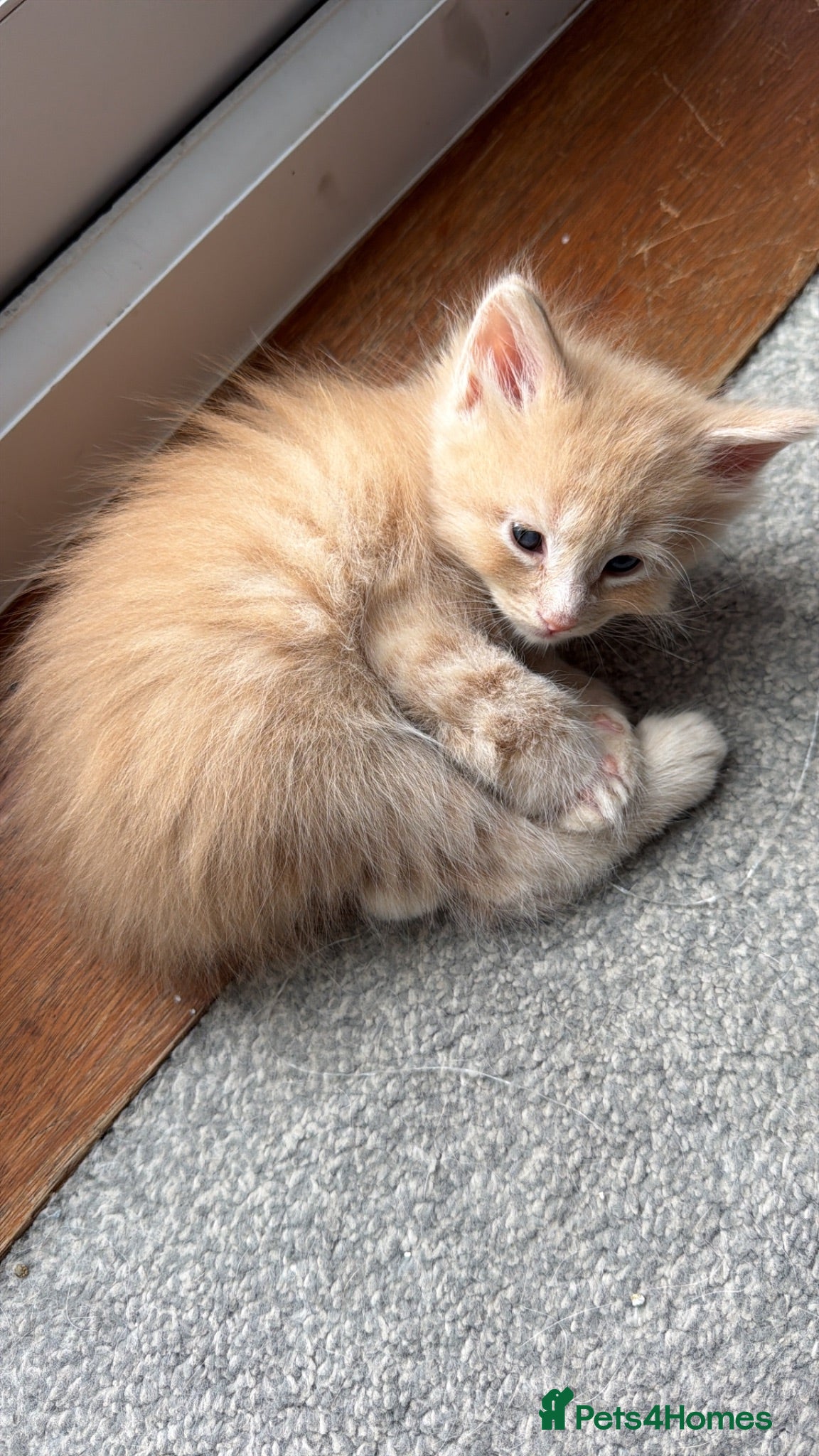 Ragcoon cats Maincoon x Ragdoll (Ragcoons) - Advert 5