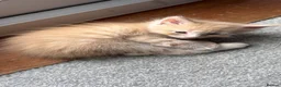 Ragcoon cats for sale: Maincoon x Ragdoll (Ragcoons) in Cardiff - Advert 1