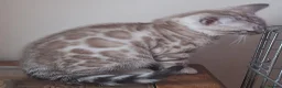 Bengal cats for sale: Bengals rare colours with clouded Leopard pattern - Advert 21