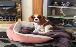 Cavalier King Charles Spaniel dogs for sale: Cavalier King Charles Spaniel bitch - Advert 3
