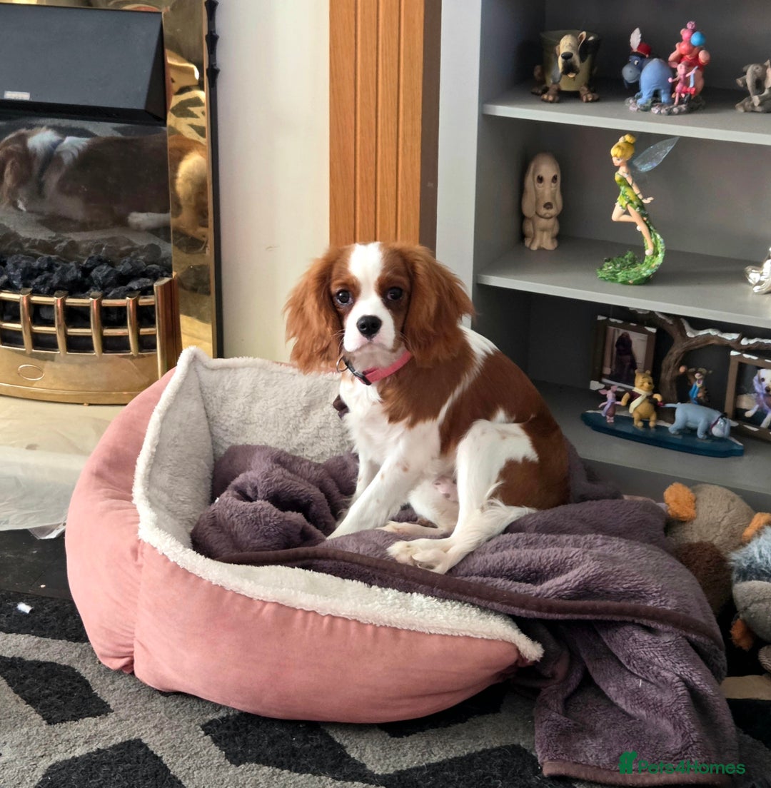 Cavalier King Charles Spaniel dogs for sale: Cavalier King Charles Spaniel bitch - Advert 3
