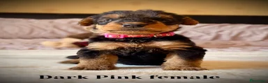 Airedale Terrier 9 reserved 
