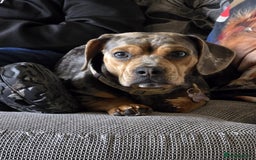 Mixed Breed dogs for sale: Beautifull Dachshund cross English bull dog  - Image 1