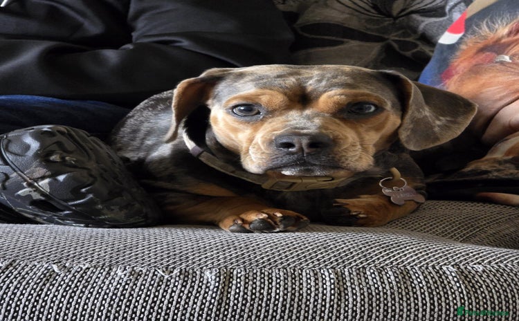 Mixed Breed dogs - Advert 7