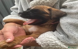 Boxer dogs for sale: Boxer baby girl 💖 - Image 8