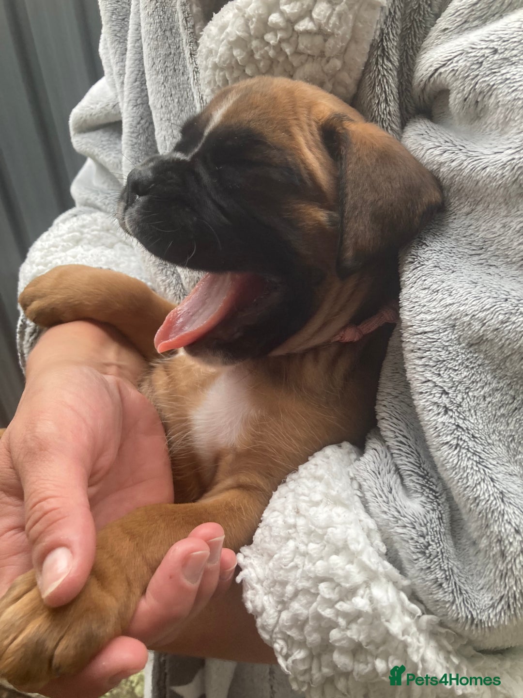 Boxer dogs for sale: Boxer baby girl 💖 - Image 8