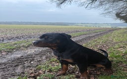 Rottweiler dogs for stud: Bear the Rottweiler - Image 4