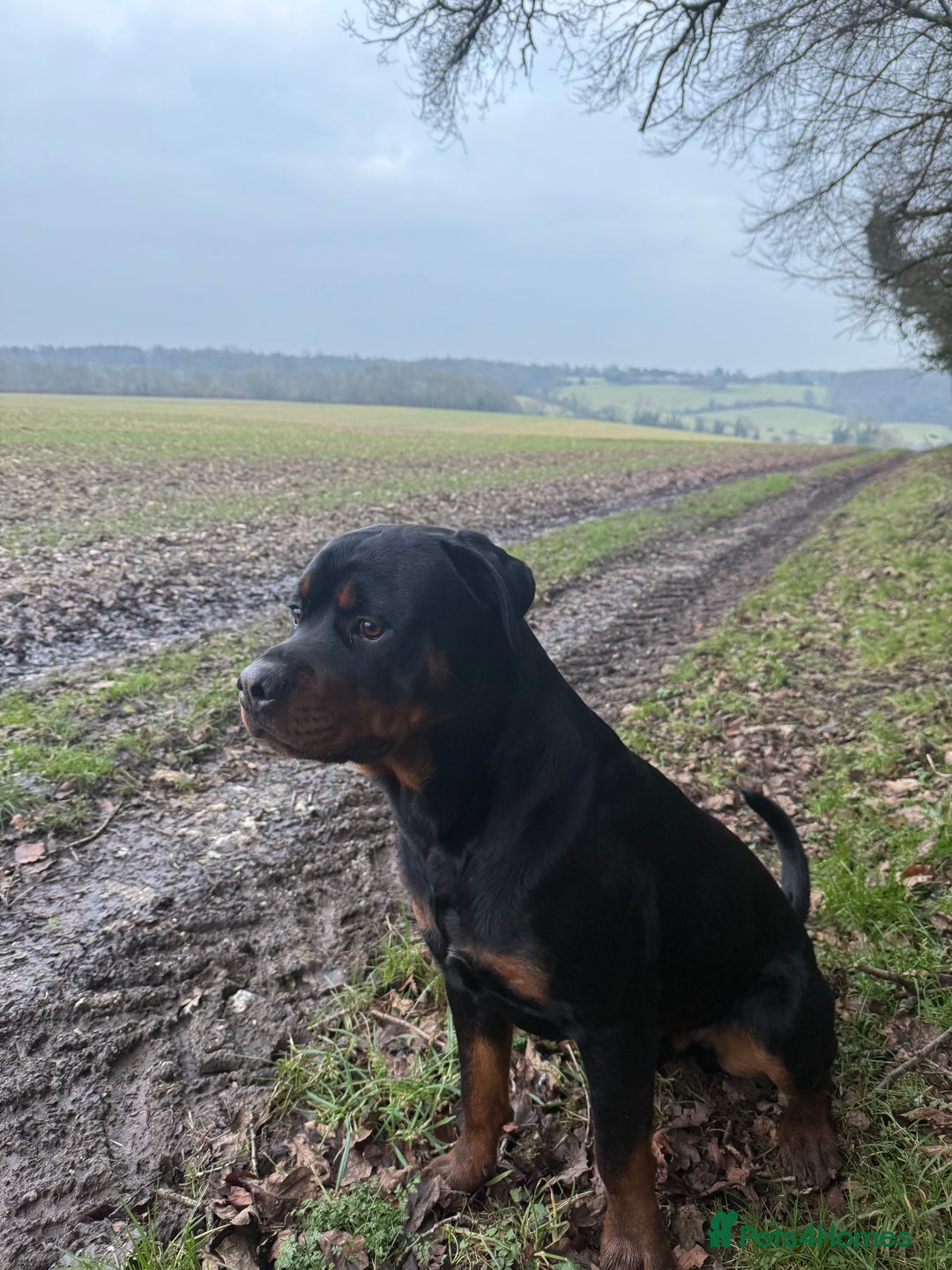 Rottweiler dogs for stud: Bear the Rottweiler - Image 4
