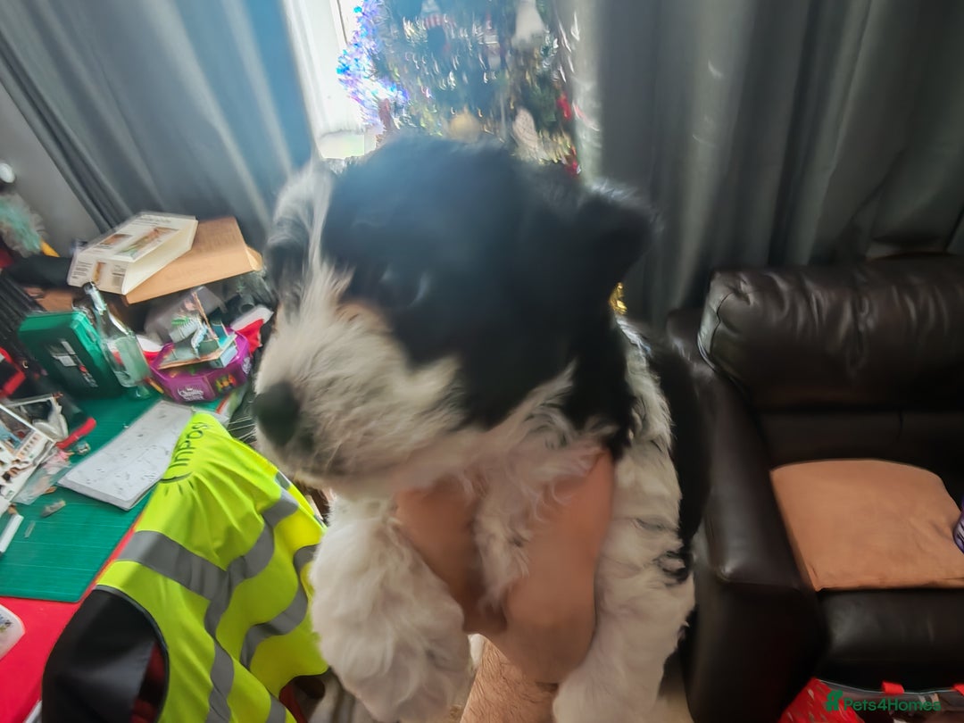 Mixed Breed dogs for sale: Beautiful Jackapoo puppies - Advert 9