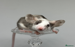 Mouse rodents for sale: Fancy Mice in Abingdon - Image 2