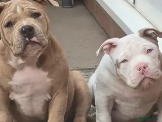 American Bully dogs 2 ABKC Pocket Bully Boys Ready Now - Advert 3