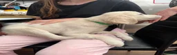 Golden Retriever dogs for sale: 2 golden retriever puppies ready for a new home - Advert 15
