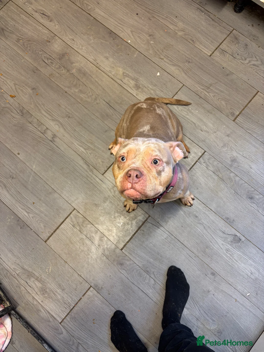 American Bully dogs for sale: 2 female pocket bully’s for rehoming - Advert 1
