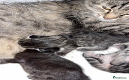 Mixed Breed cats for sale: Gorgeous kittens for sale  - Image 4