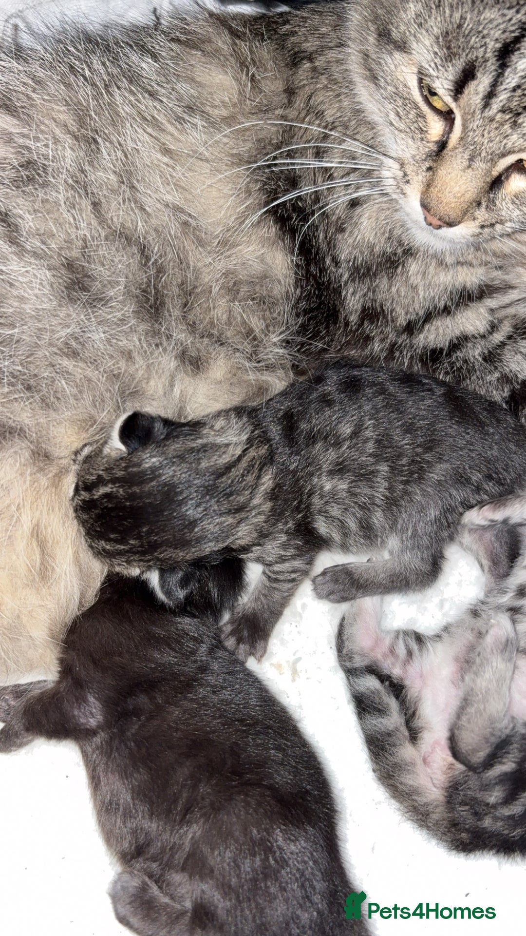 Mixed Breed cats for sale: Gorgeous kittens for sale  - Image 4