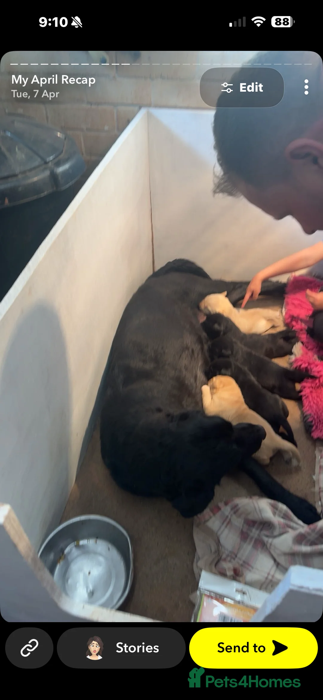 Labrador Retriever dogs for sale: Little miss millie  in Bideford - Advert 2