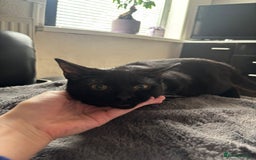 Mixed Breed cats for sale: 2  kittens  - Advert 6