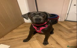 Cane Corso dogs for sale: FREE female cane corso - Image 6