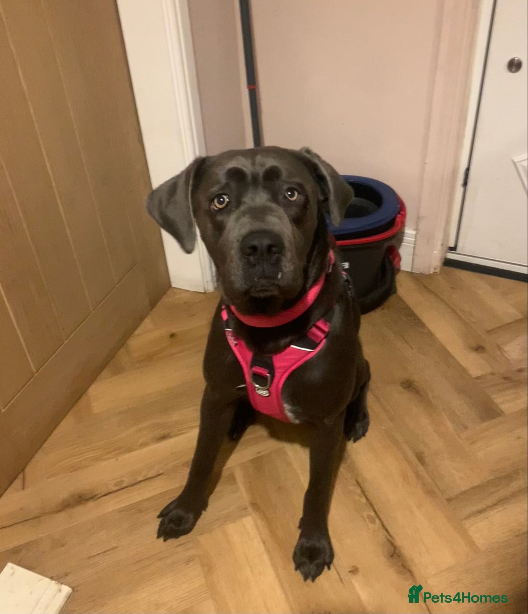 Cane Corso dogs for sale: FREE female cane corso - Image 6