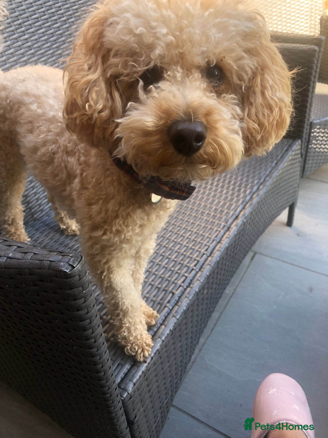 Miniature Poodle dogs for stud: Barnaby the Miniature poodle available for stud! in Market Drayton - Advert 15