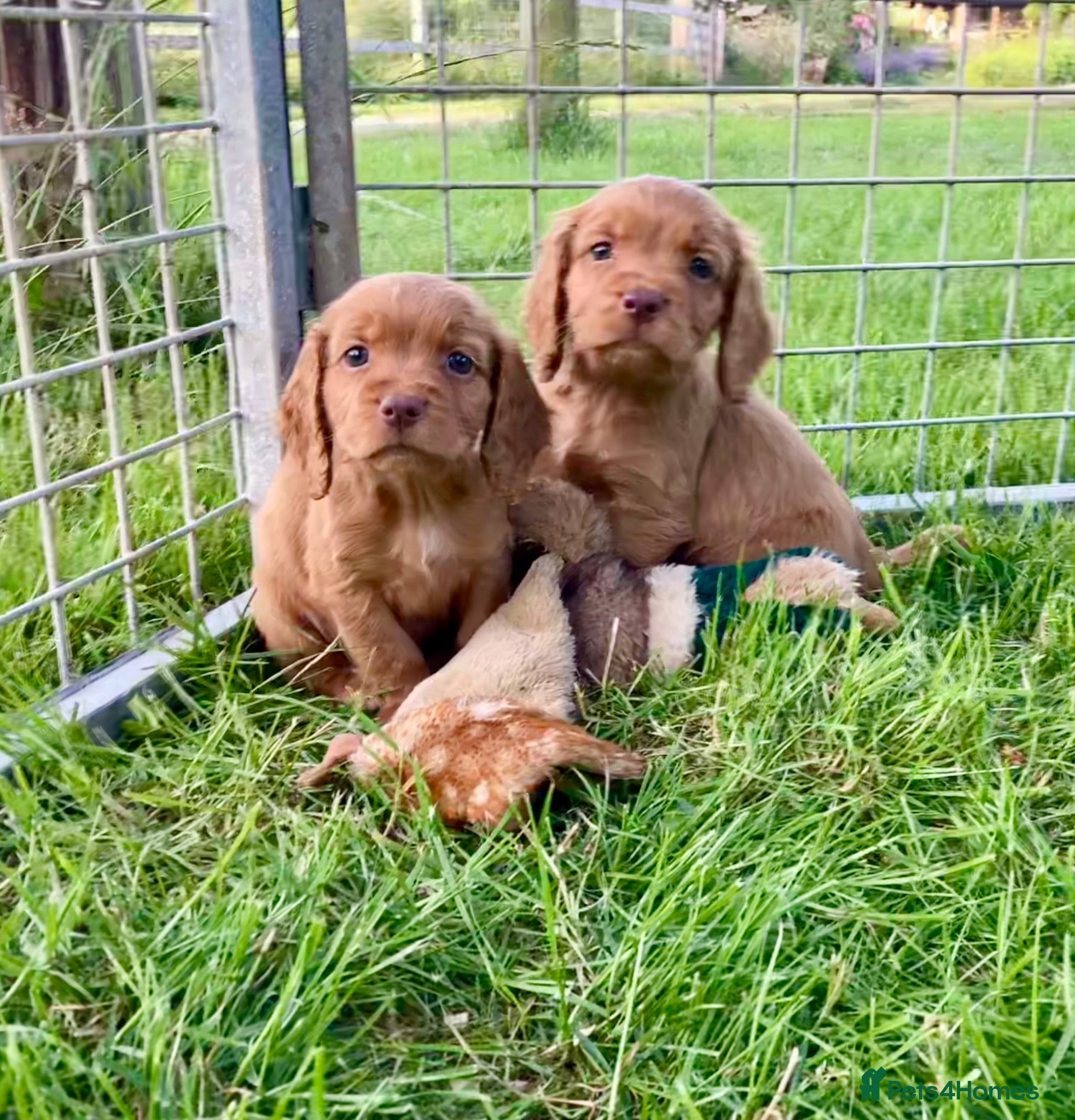 Cocker Spaniel dogs Cocker Spaniel puppies  - Advert 1