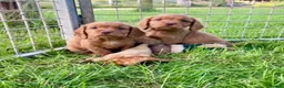 Cocker Spaniel dogs for sale: Cocker Spaniel puppies  - Advert 1