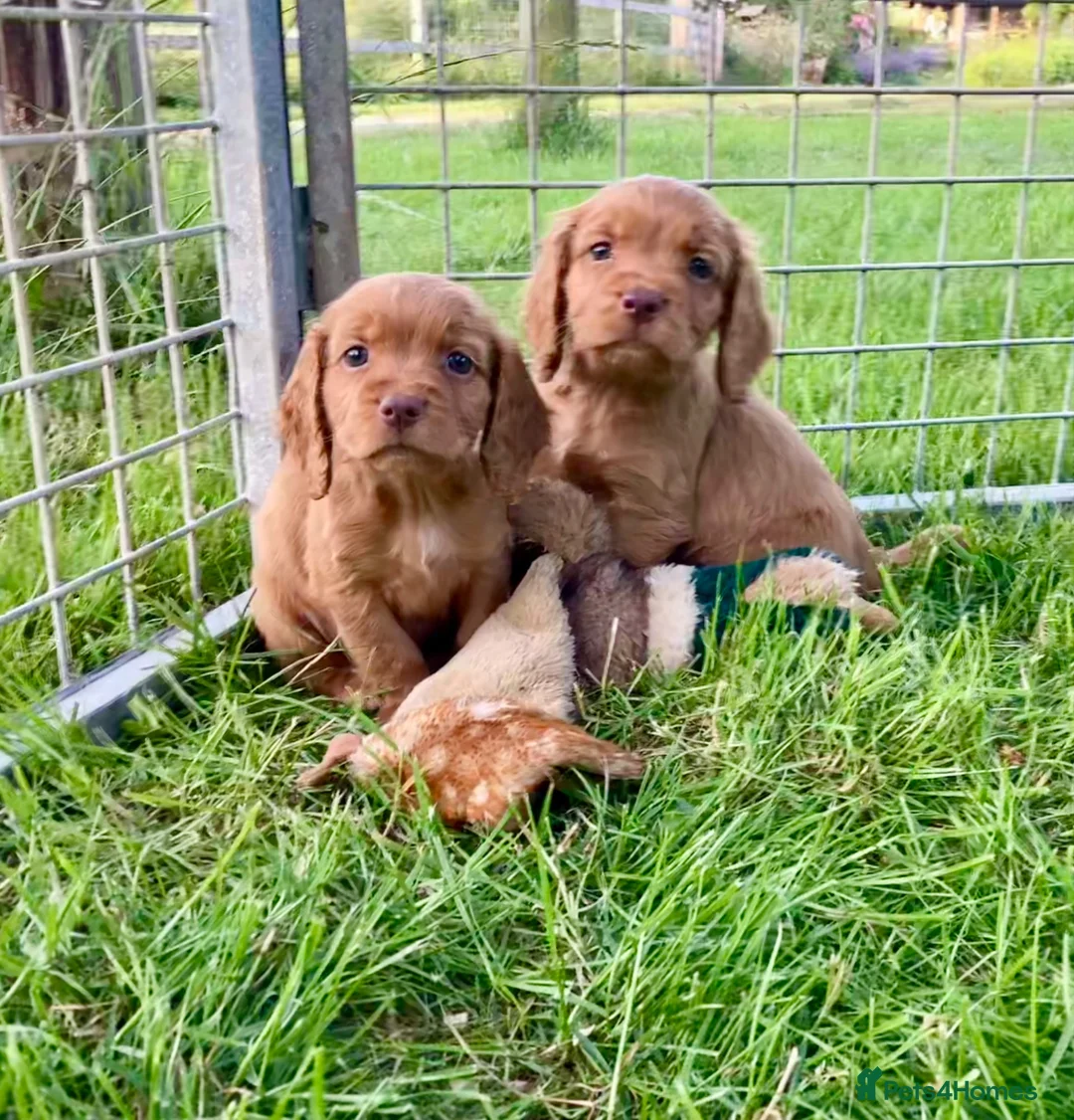 Cocker Spaniel dogs for sale: Cocker Spaniel puppies  - Advert 1