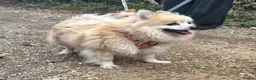 Pomeranian dogs for sale: Pomeranian female  - Advert 2