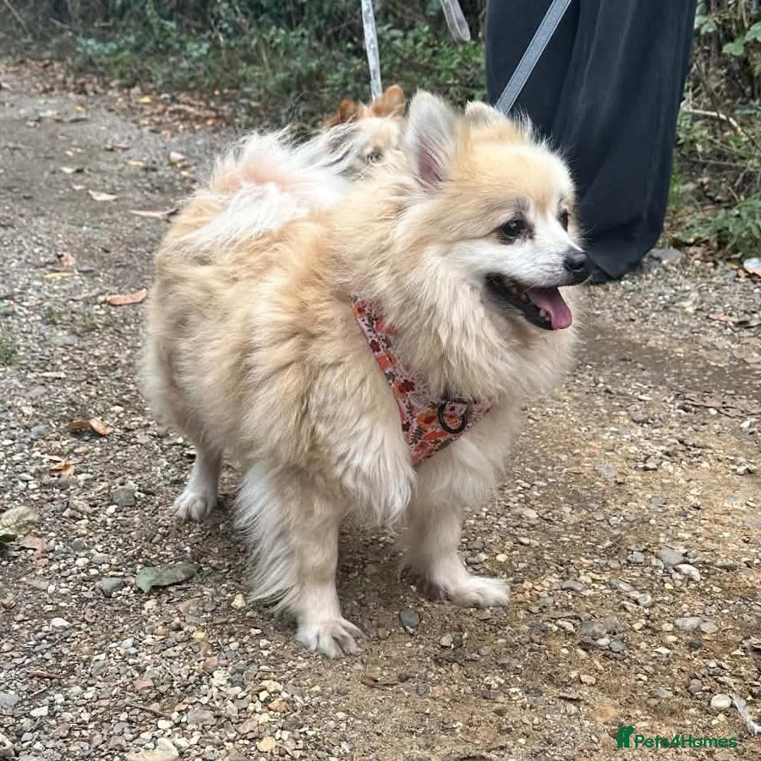Pomeranian dogs for sale: Pomeranian female  - Advert 2