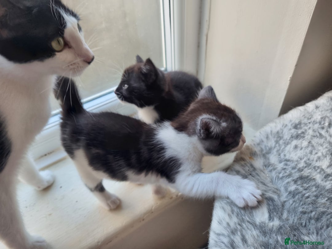 Mixed Breed cats for sale: Ghost tabby cat - Advert 3